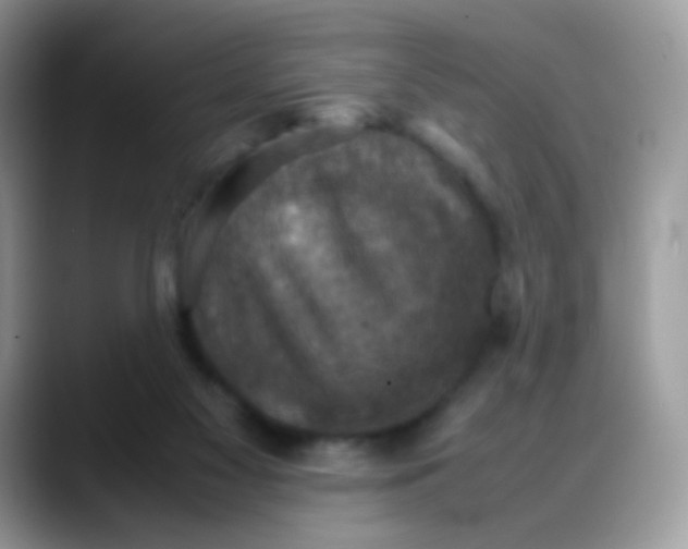 X0000088190117200705292020