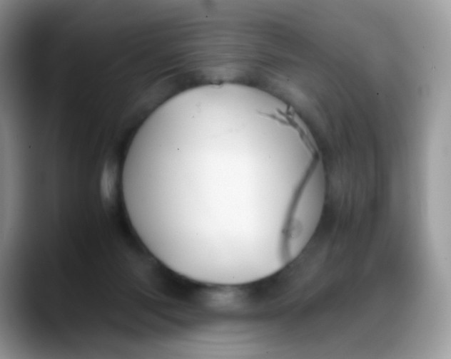 X0000088190118200705292020