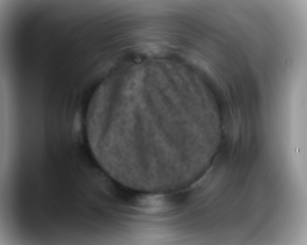 X0000088190132200705292020