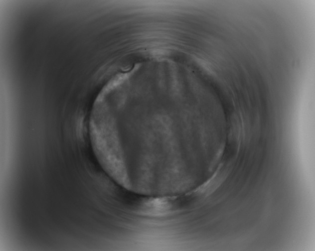 X0000088190140200705292020