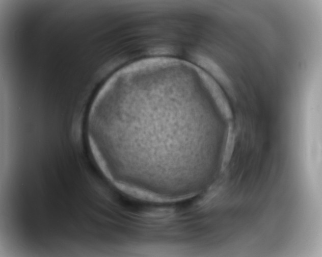 X0000088190155200705292019