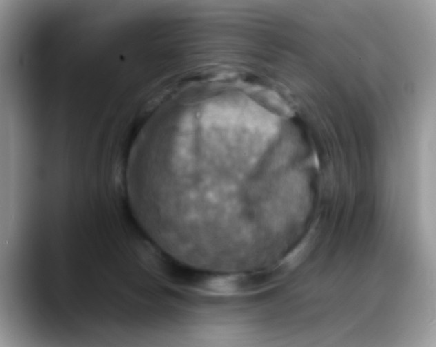 X0000088190178200705292019