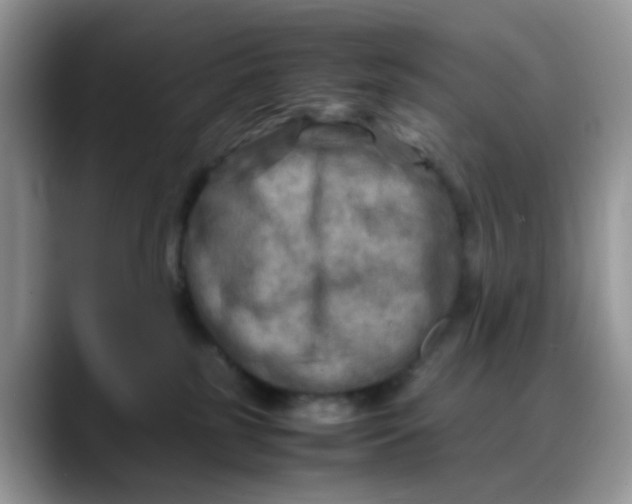 X0000088190185200705292019