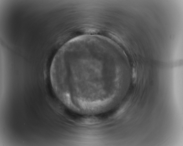 X0000088190215200705292019