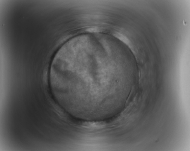 X0000088190297200705292018