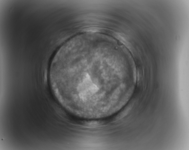 X0000088190301200705292017