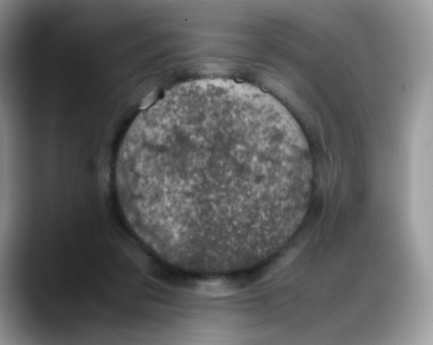 X0000088190309200705292017