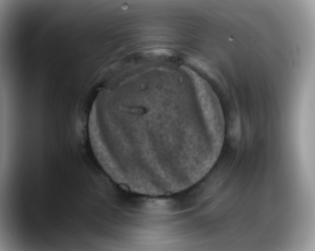 X0000088190332200705292017