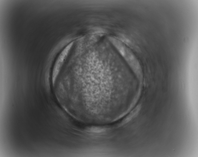X0000088190341200705292016