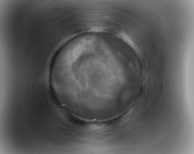 X0000088190346200705292017