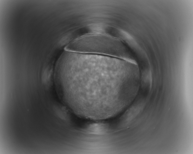 X0000088190364200705292017