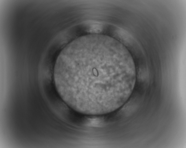 X0000088190370200705292017