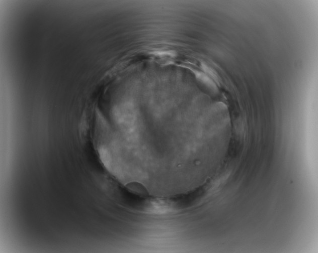 X0000088190372200705292017