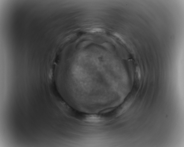 X0000088190380200705292017
