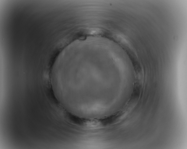 X0000088190415200705292016