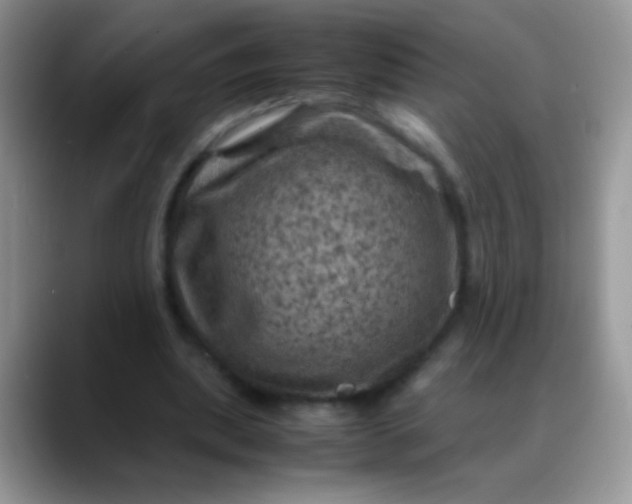 X0000088190439200705292015