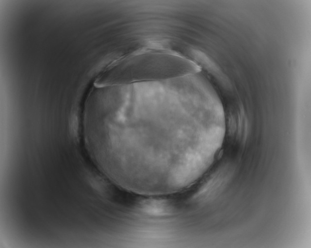 X0000088190444200705292015