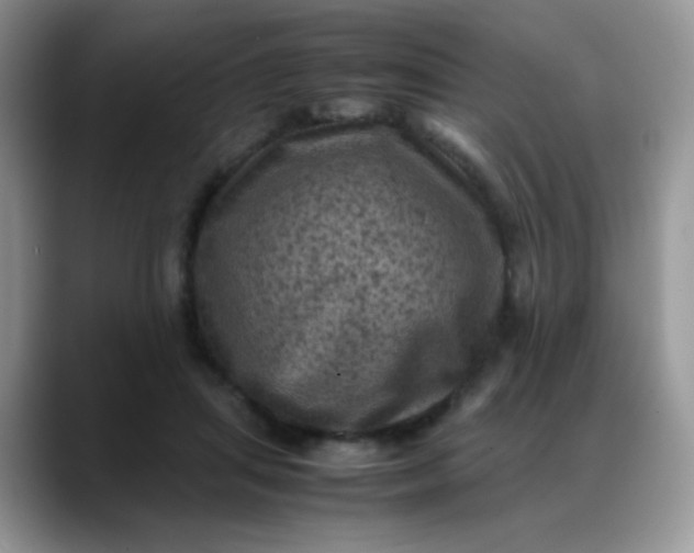 X0000088190455200705292015