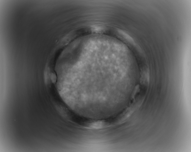 X0000088190456200705292015