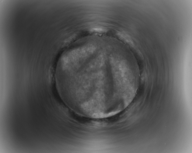 X0000088190464200705292016