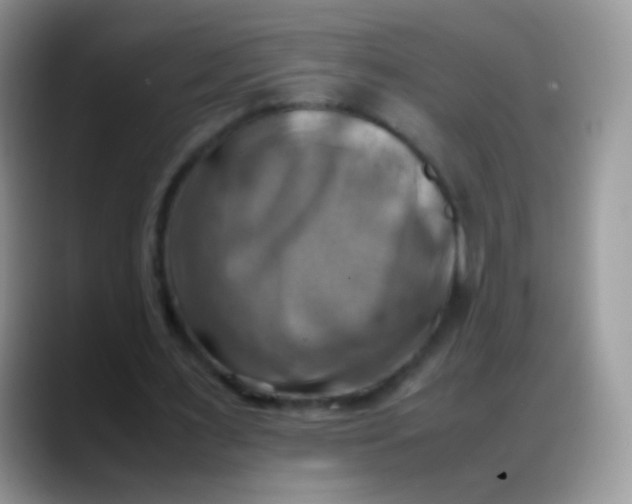 X0000088190483200705292015