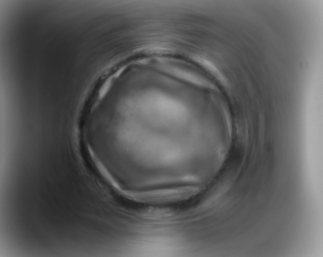 X0000088190487200705292015