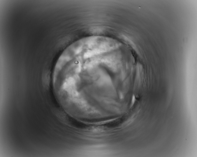 X0000088190495200705292015