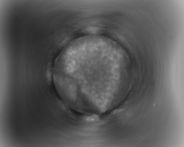 X0000088190576200705292015