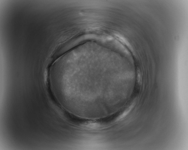 X0000088190589200705292014
