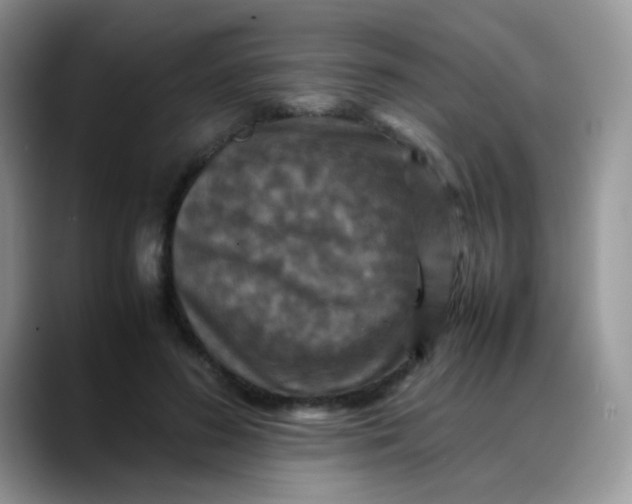 X0000088190596200705292014