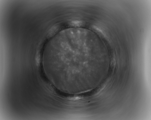 X0000088190647200705292013