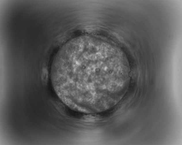X0000088190703200705292012