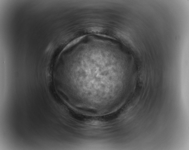 X0000088190743200705292012