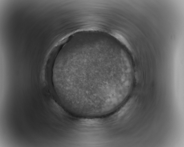 X0000088190781200705292011
