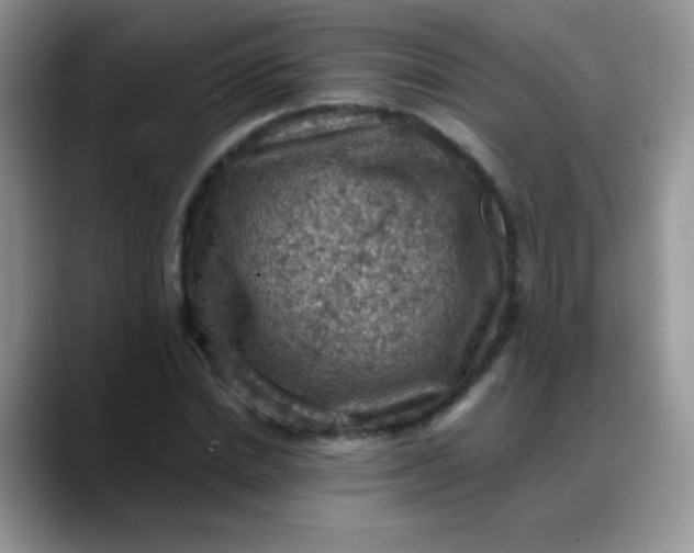 X0000088190830200705292010