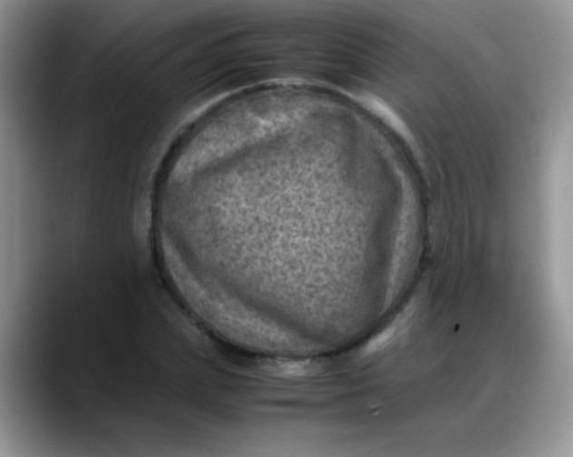 X0000088190831200705292010