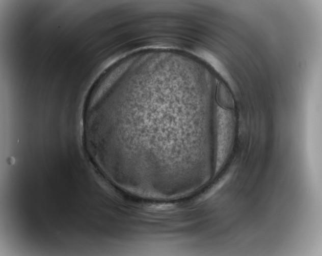 X0000088190837200705292010