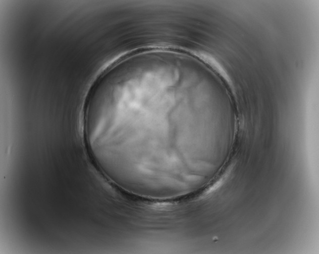 X0000088190839200705292010