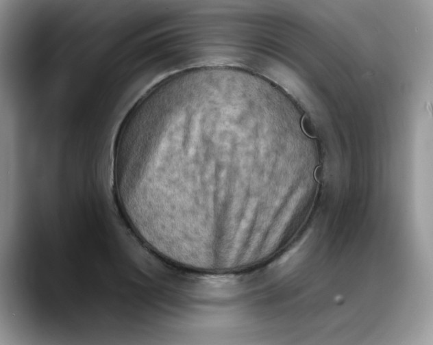 X0000088190844200705292010