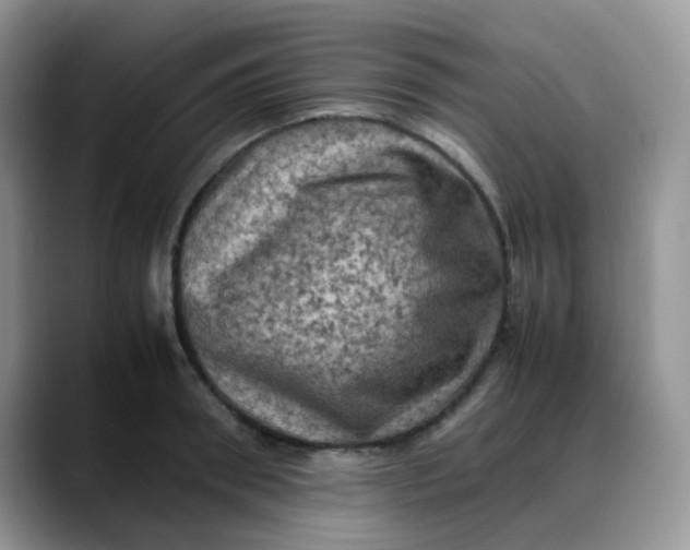 X0000088190898200705292010