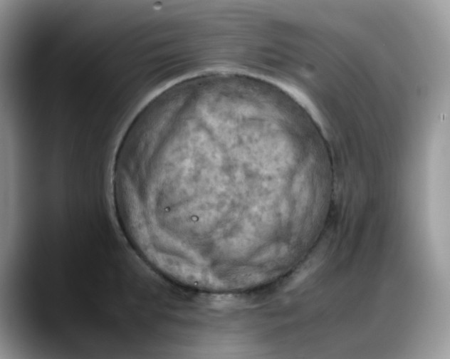 X0000088190903200705292009