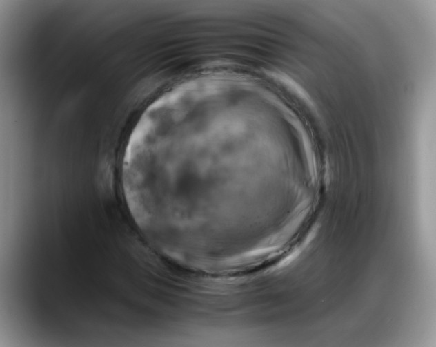 X0000088190921200705292009