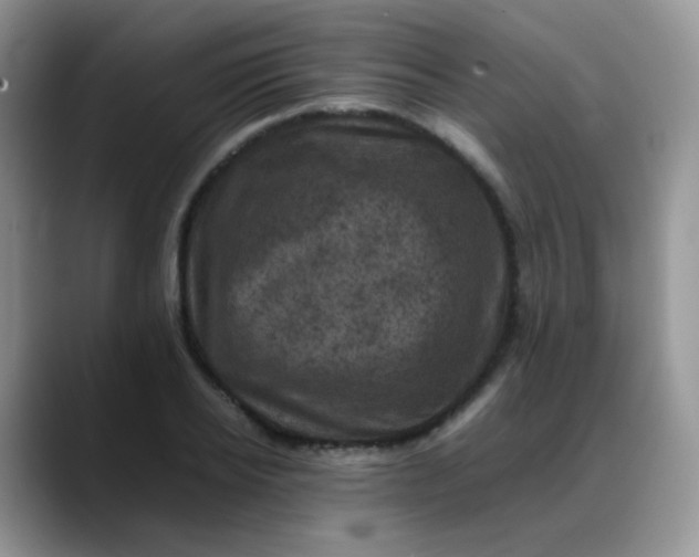 X0000088190934200705292009