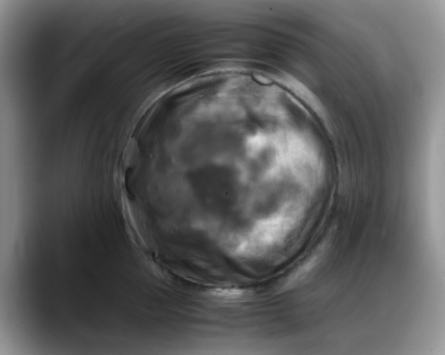X0000088190953200705292009