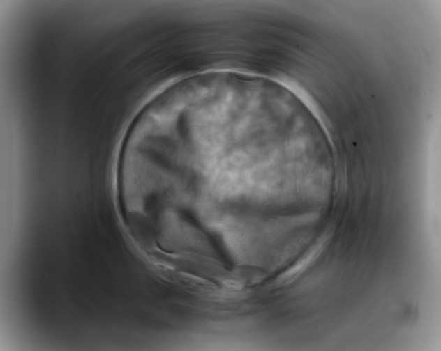 X0000088190957200705292009