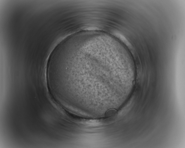 X0000088190986200705292008