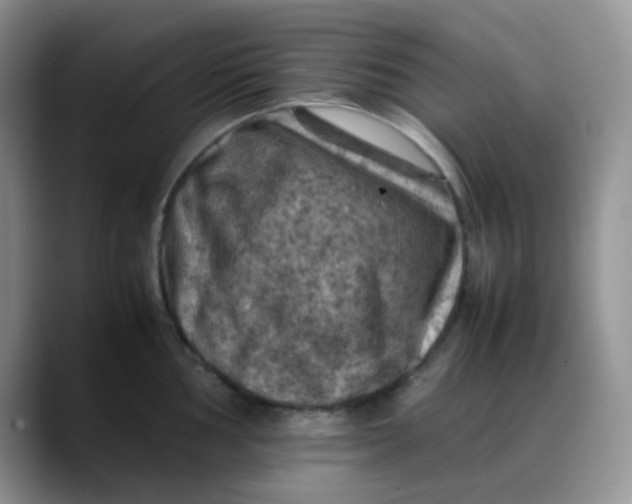 X0000088191002200705292008