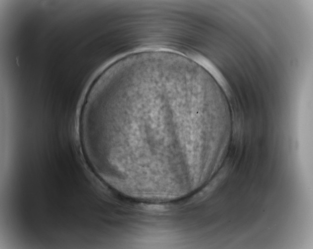 X0000088191004200705292008