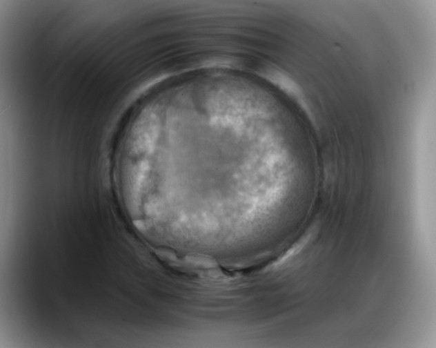 X0000088191019200705292008