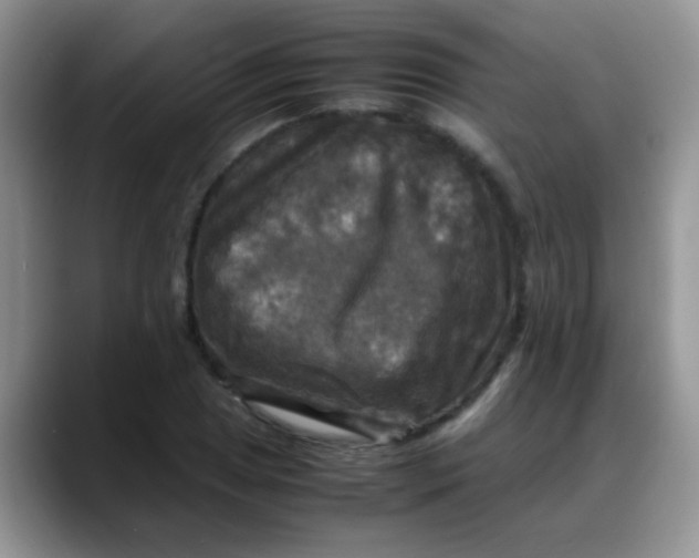 X0000088191025200705292008